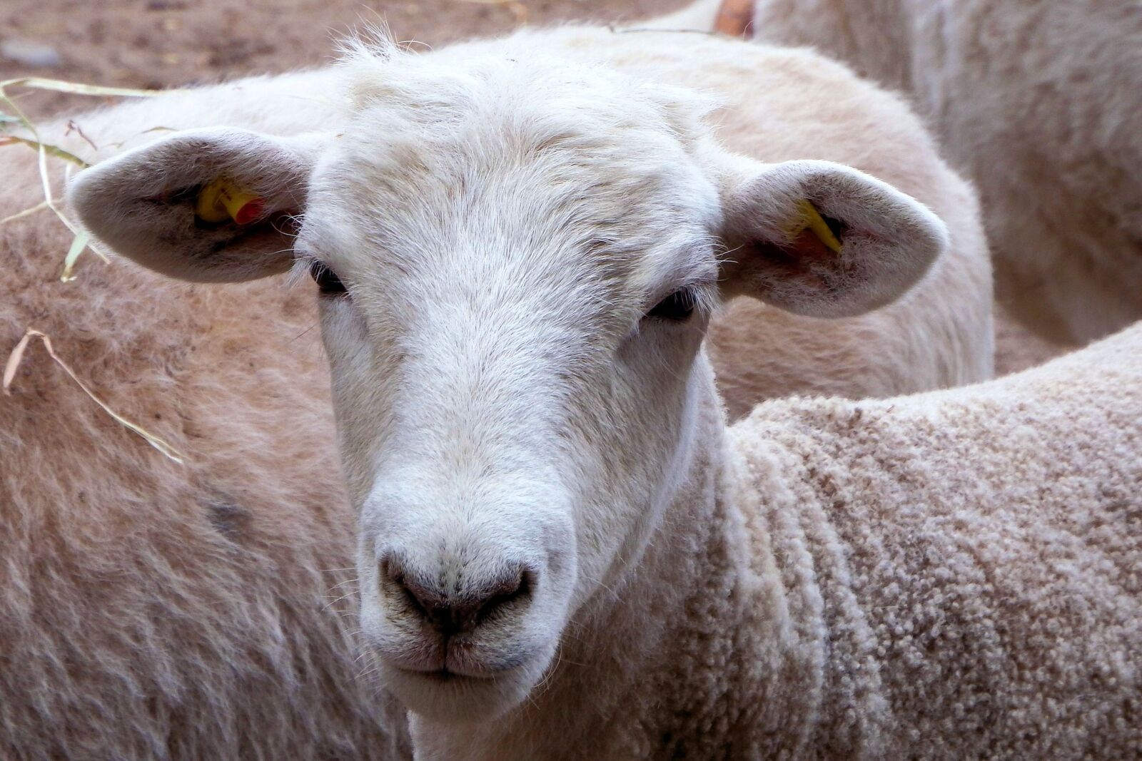Fujifilm FinePix SL1000 sample photo. Sheep, head, animal photography