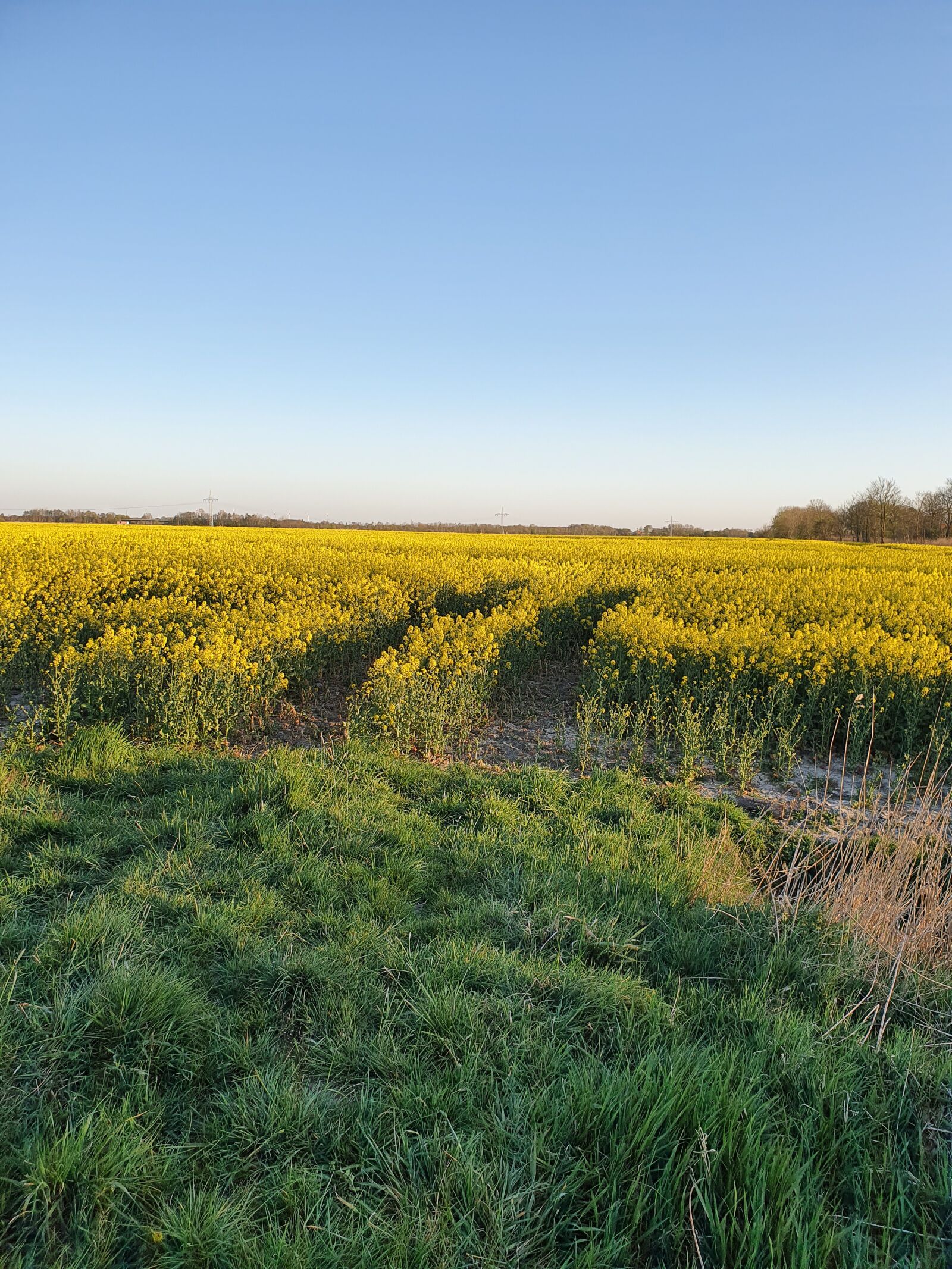 Samsung Galaxy S10 sample photo. Flower field, flowers, yellow photography