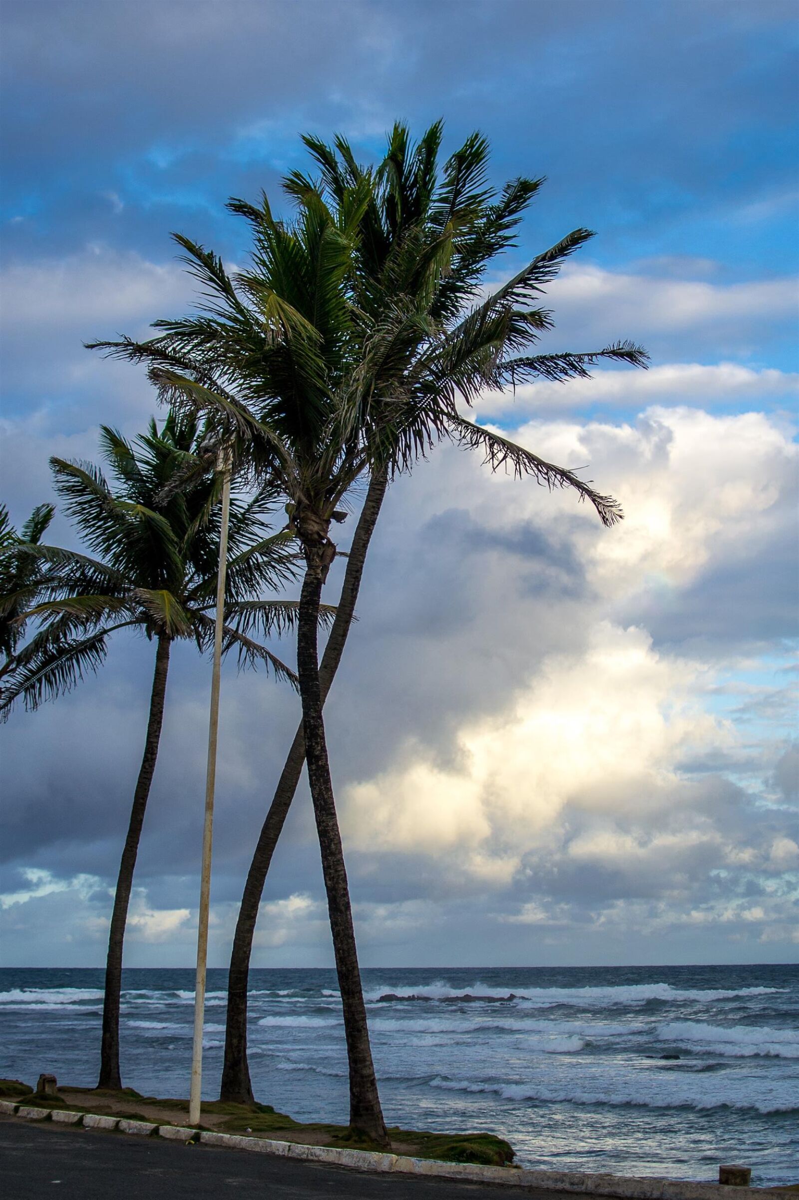 Nikon D3100 sample photo. 35mm, coqueiro, palmtree photography