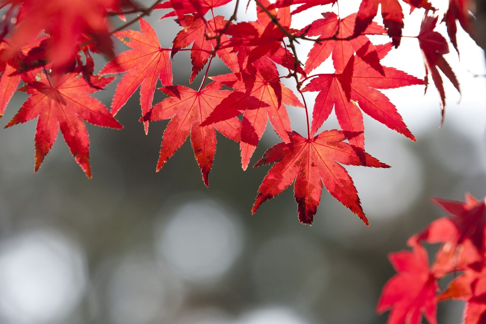 Canon EOS 5D sample photo. Autumn leaves, autumn, leaves photography