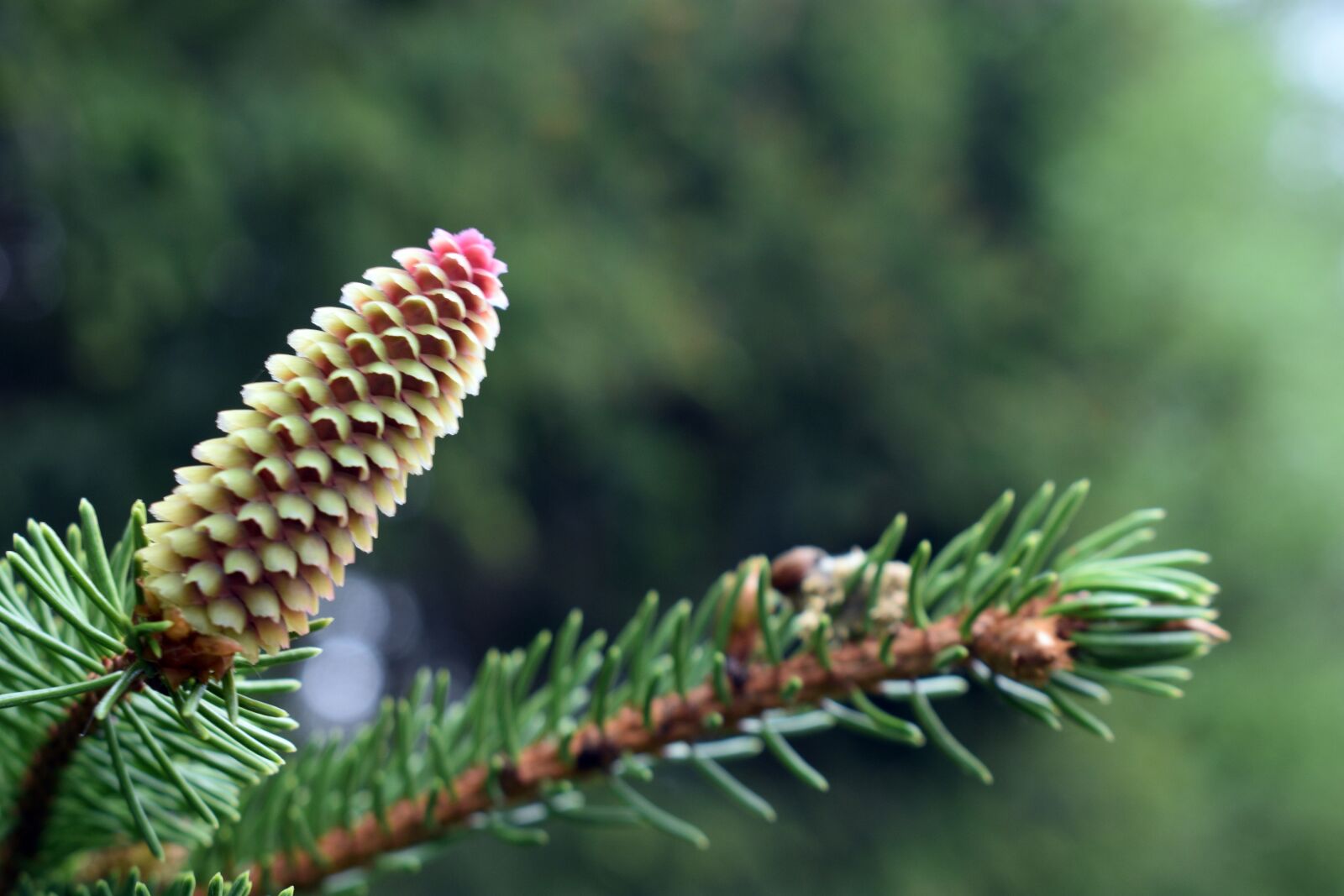 Nikon D3400 sample photo. Pine cone, pine, fir photography