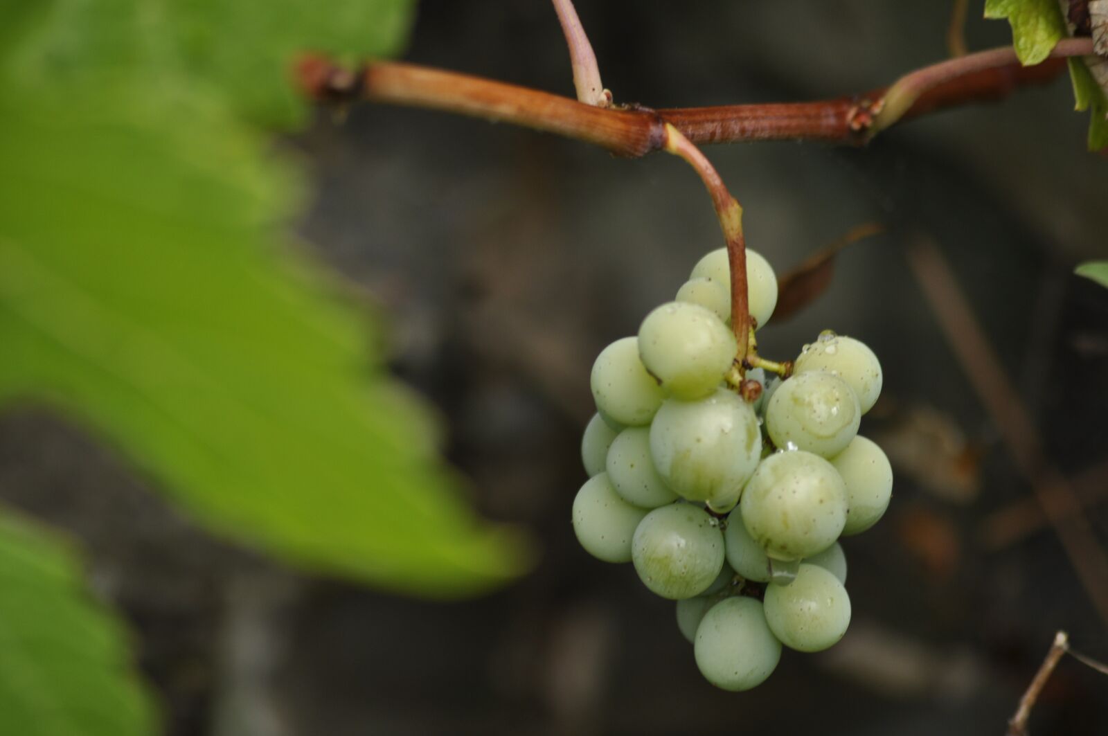 Nikon D90 sample photo. Grapes, green, fruit photography