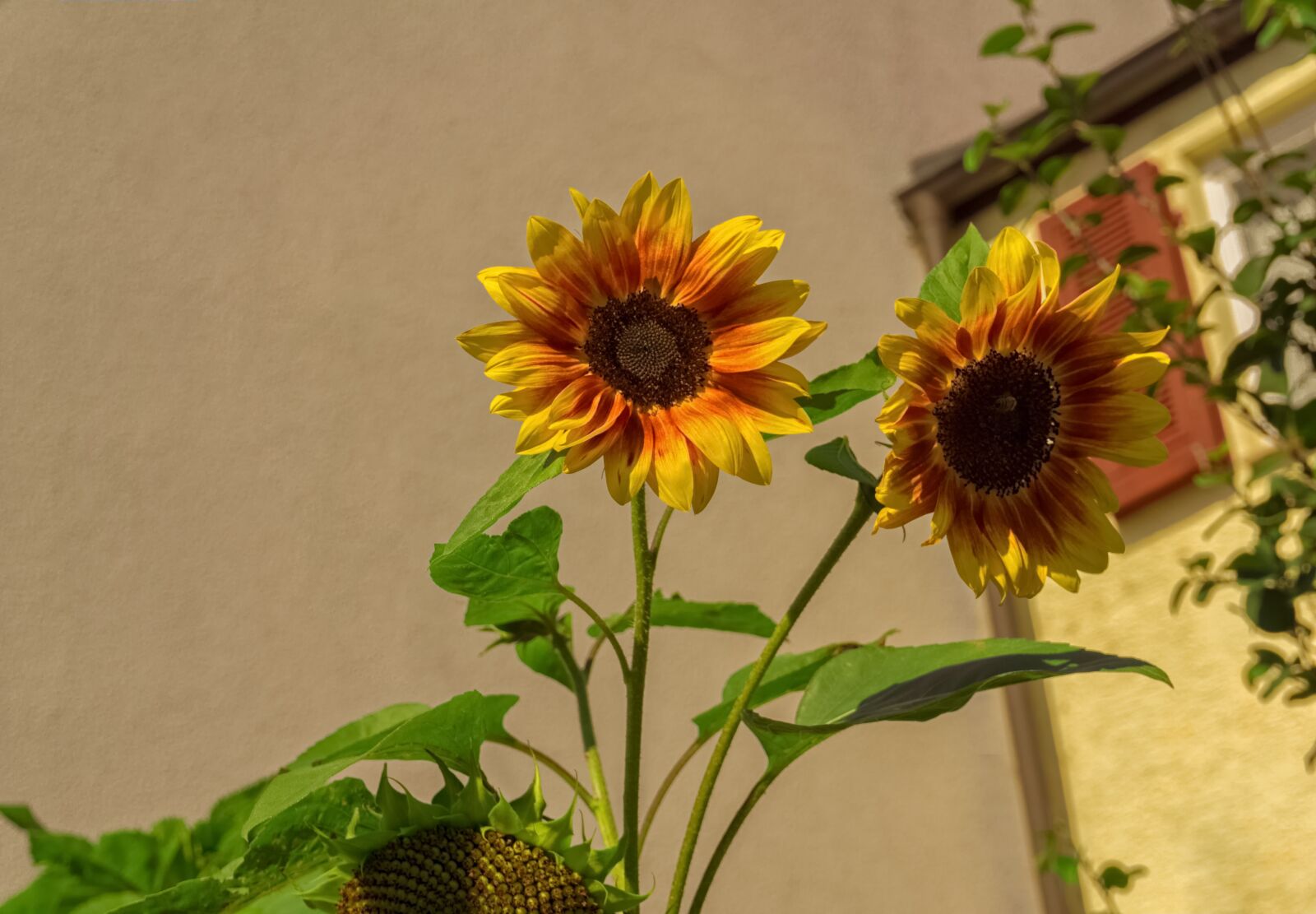 Sony a6000 sample photo. Sunflower, flowers, nature photography