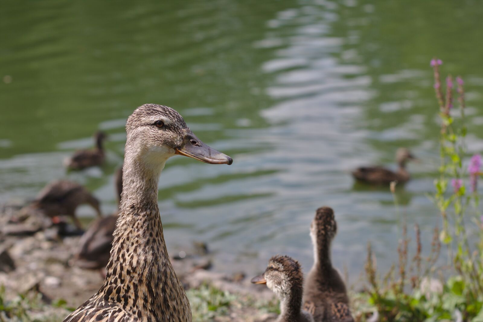 Canon EOS 750D (EOS Rebel T6i / EOS Kiss X8i) sample photo. Duck, pond, lake photography