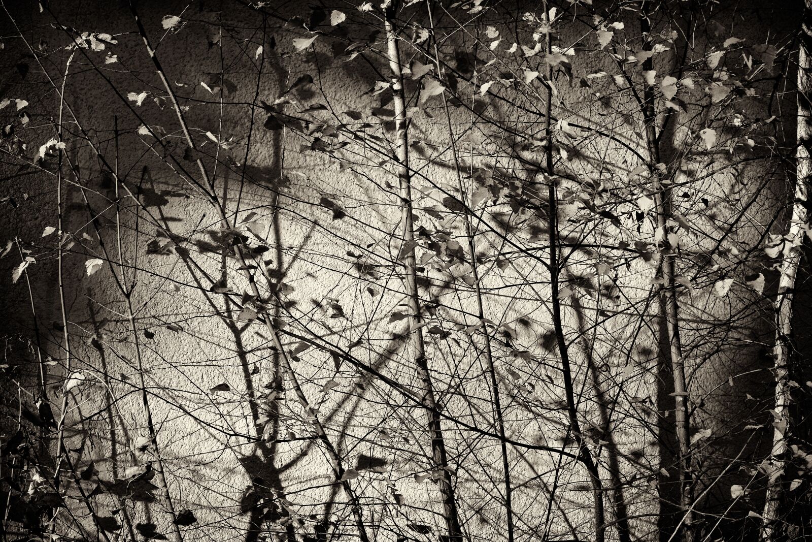 Fujifilm X-T2 + Fujifilm XF 56mm F1.2 R sample photo. Birch, tree, leaves photography