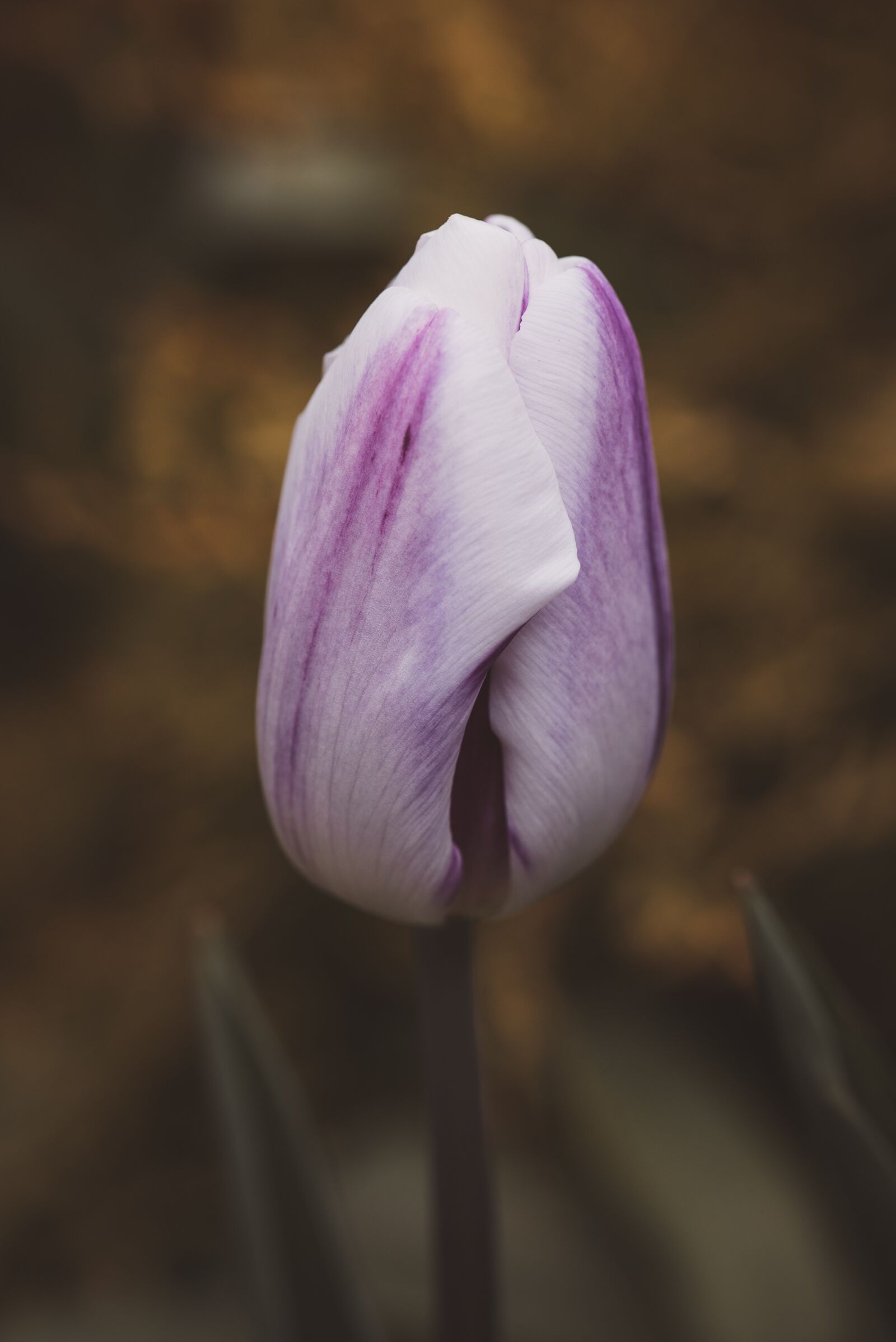 Nikon D750 sample photo. Tulip, flower, blossom photography