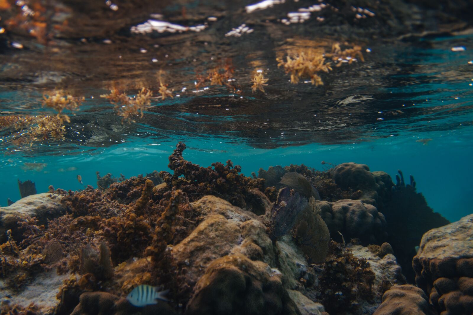 Nikon D5600 sample photo. Belize, caye caulker, underwater photography