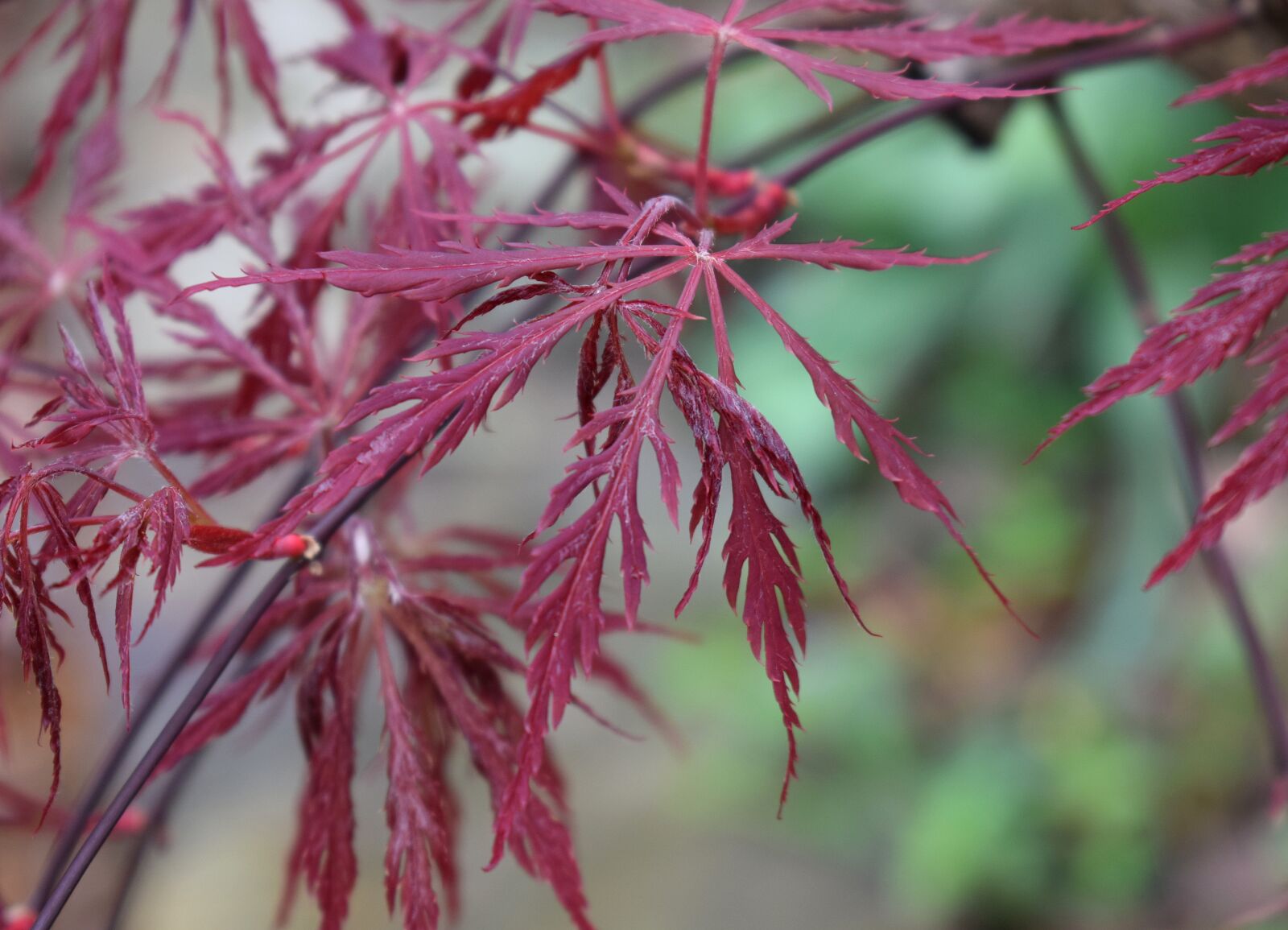 Nikon D3300 sample photo. Japanese maple leaves, forming photography
