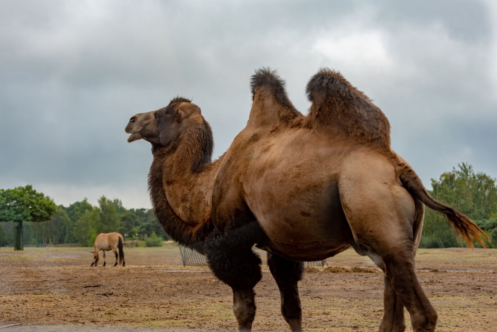 Nikon D750 sample photo. Beekse bergen, hilvarenbeek, park photography