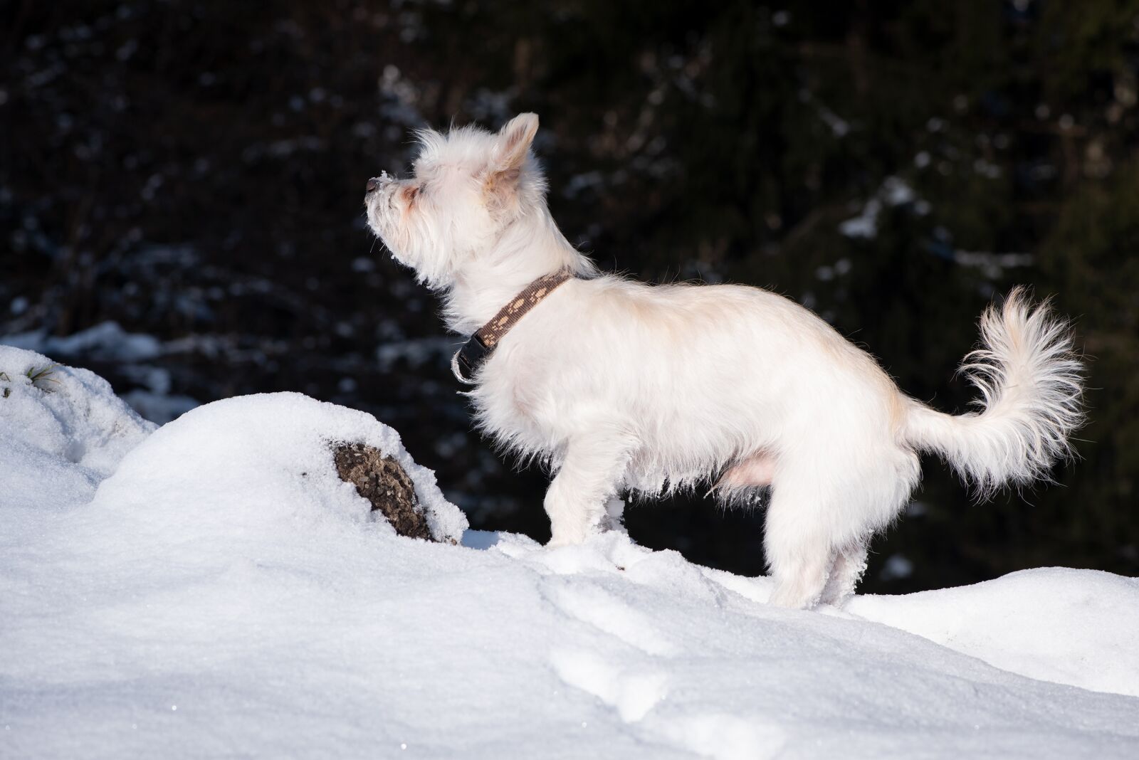 Nikon D750 sample photo. Dog, white, winter photography