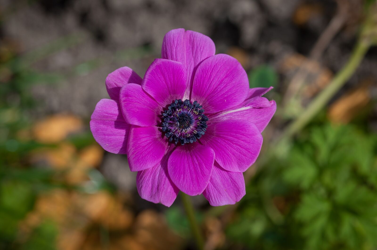 Nikon D90 sample photo. Flower, pink, blossom photography