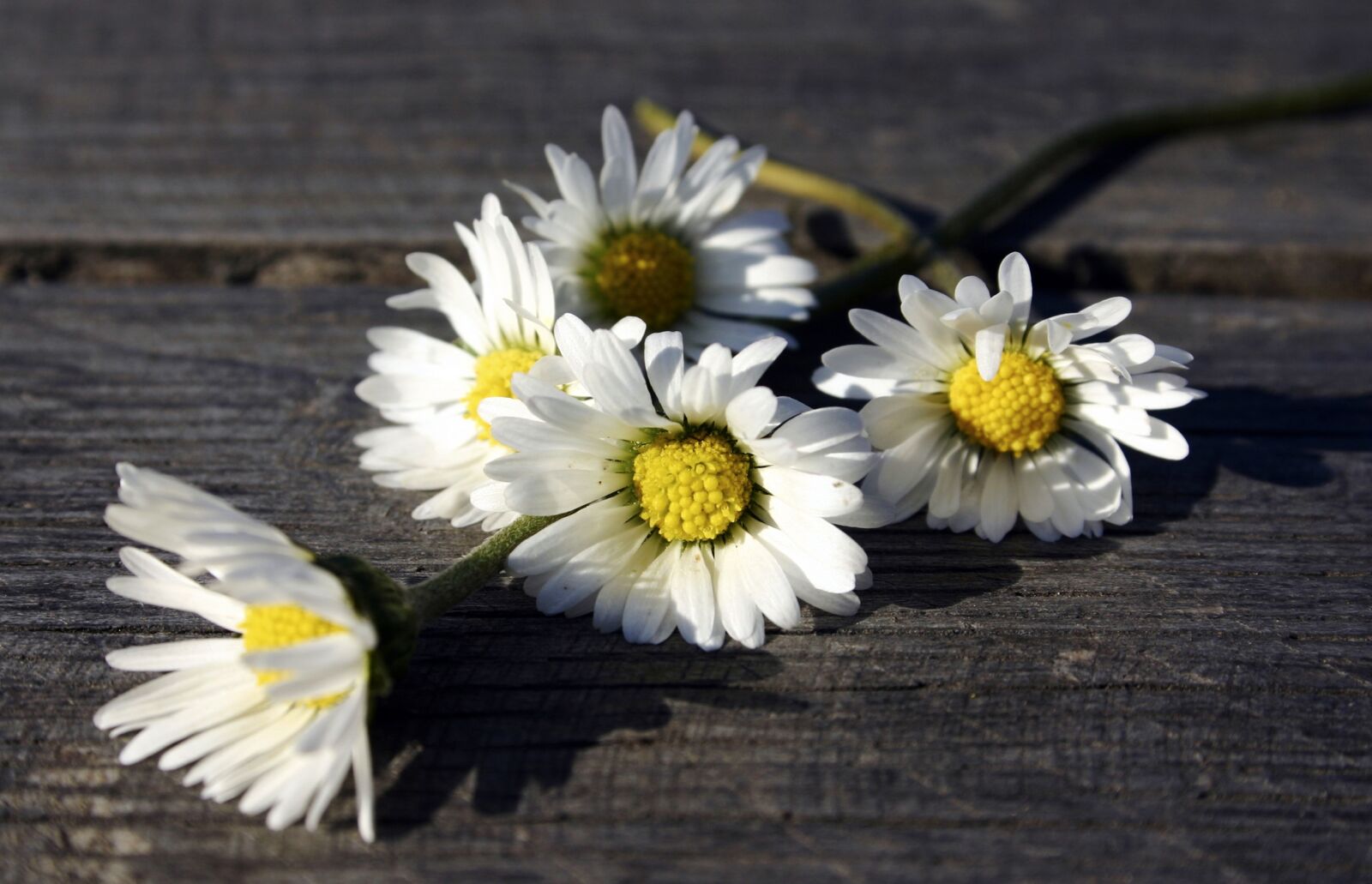 Canon EOS 300D (EOS Digital Rebel / EOS Kiss Digital) sample photo. White flowers, daisy, wooden photography