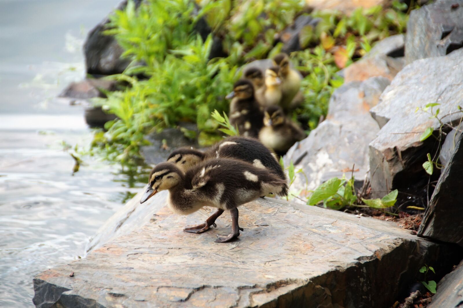 Sony SLT-A58 sample photo. Duck, wild, water photography