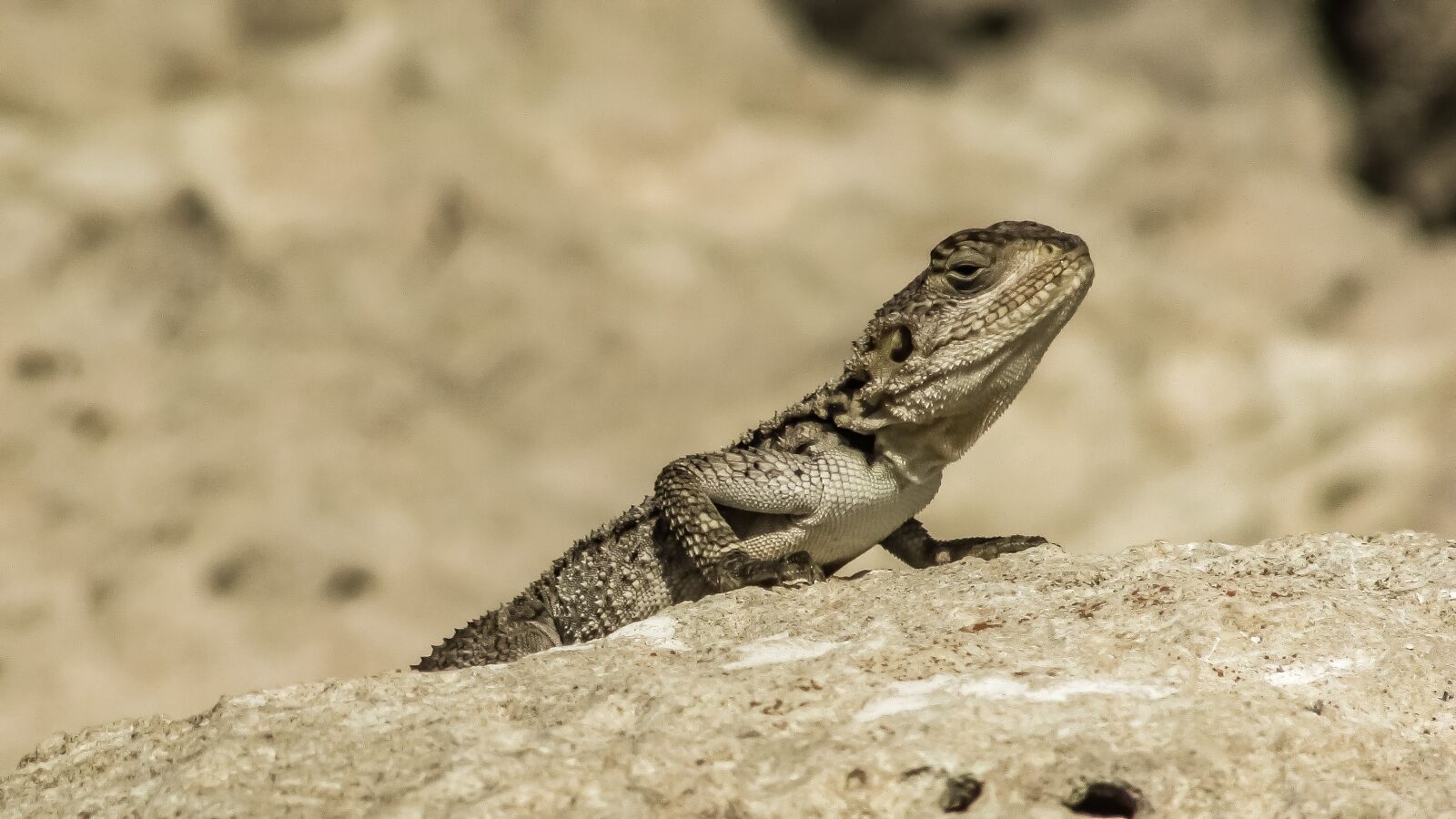 Canon PowerShot SX400 IS sample photo. Reptile, nature, lizard photography