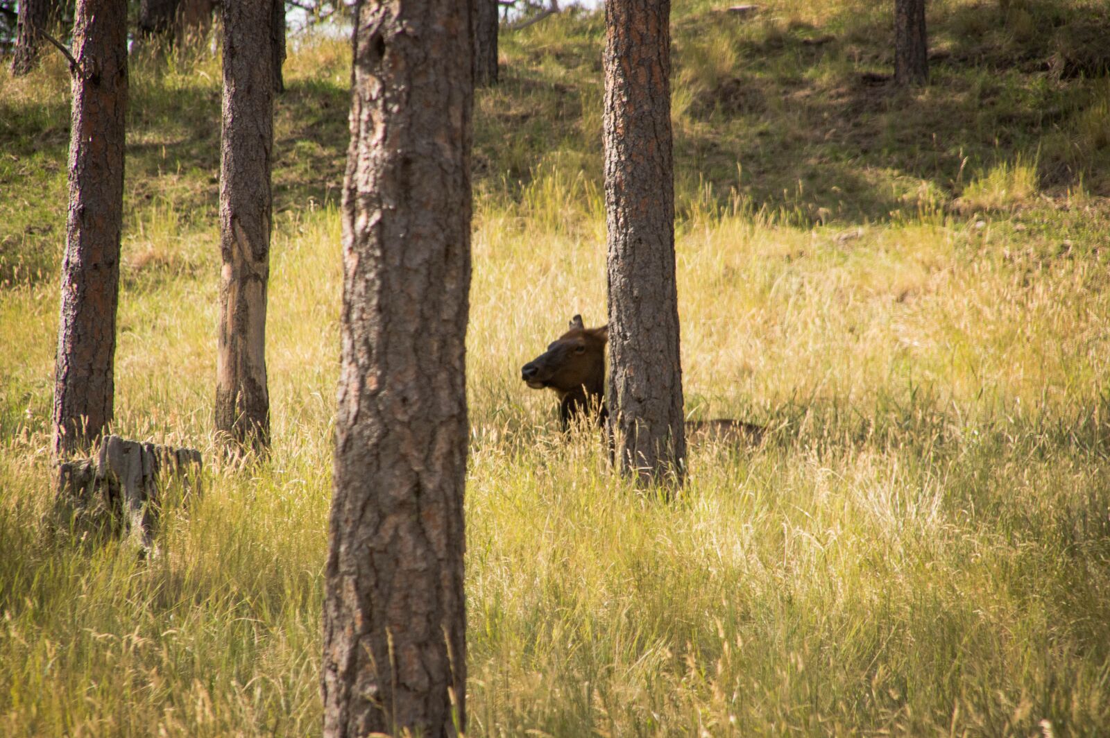 Nikon D3200 sample photo. Elk, forest, nature photography
