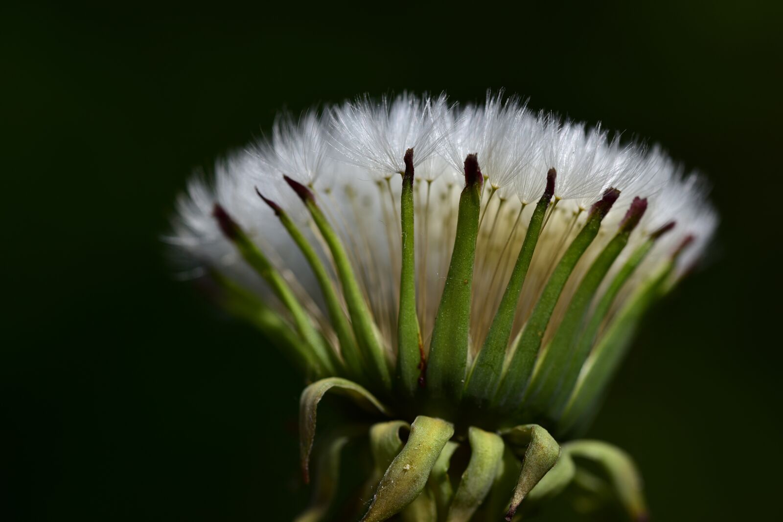 Nikon D750 sample photo. Dandelion, shaving brush, nature photography