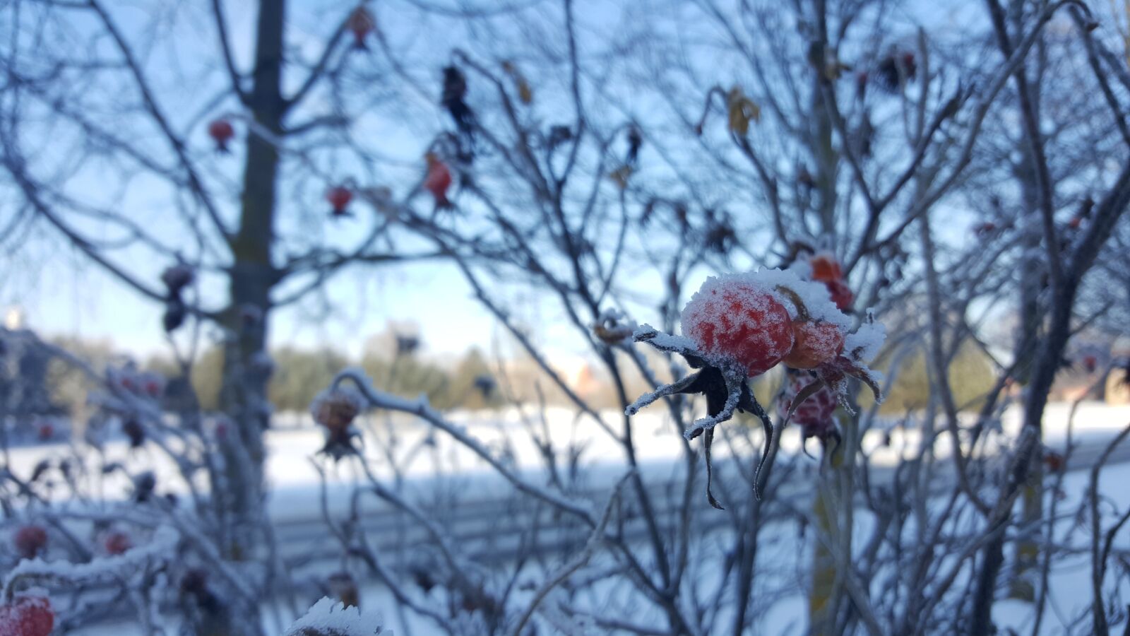 Samsung Galaxy S6 sample photo. Winter, bear, snow photography