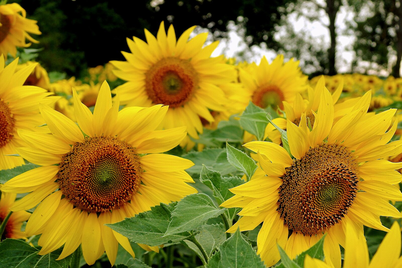 Nikon Coolpix P900 sample photo. Sunflowers, field, agriculture photography