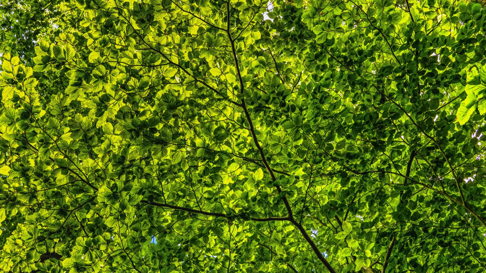Sony a6300 + Sigma 30mm F2.8 EX DN sample photo. Canopy, green, leaves photography