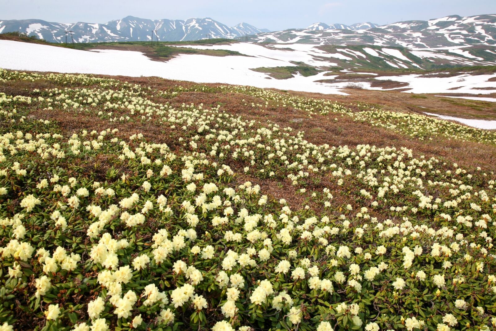 Canon EOS 5D sample photo. Flowers, rhododendrons, mountains photography