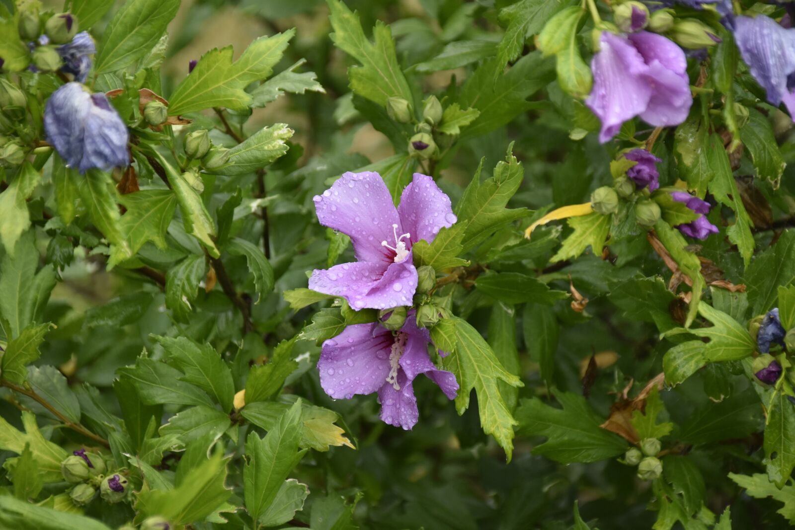 Nikon D5600 sample photo. Flowers hibiscus, shrub, shrub photography