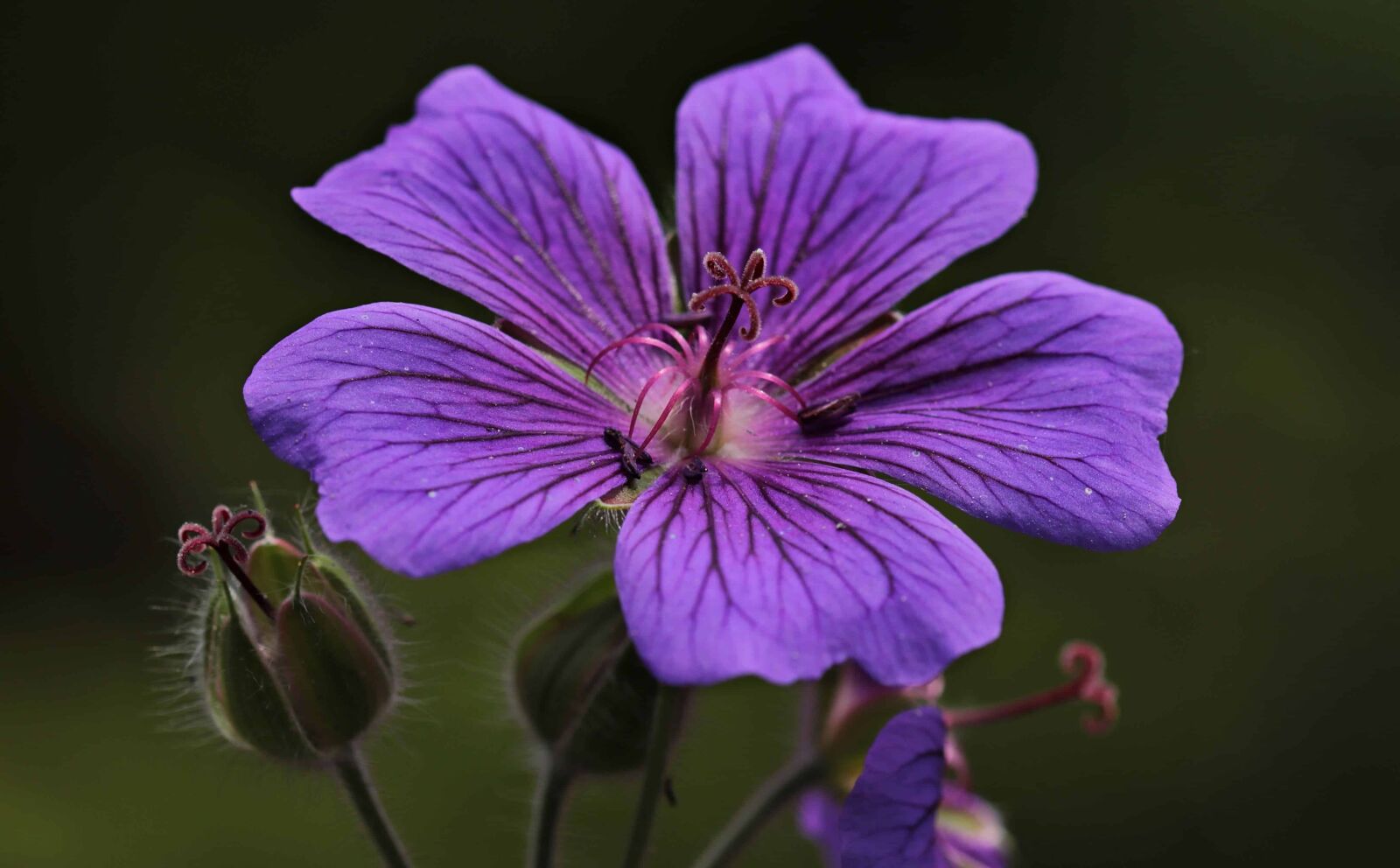 Canon EOS 80D sample photo. Garden, herb, horticulture, flower photography