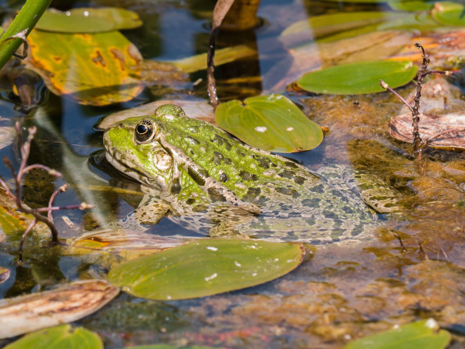 LUMIX G VARIO 100-300/F4.0-5.6II sample photo. Frog, pond inhabitants, green photography