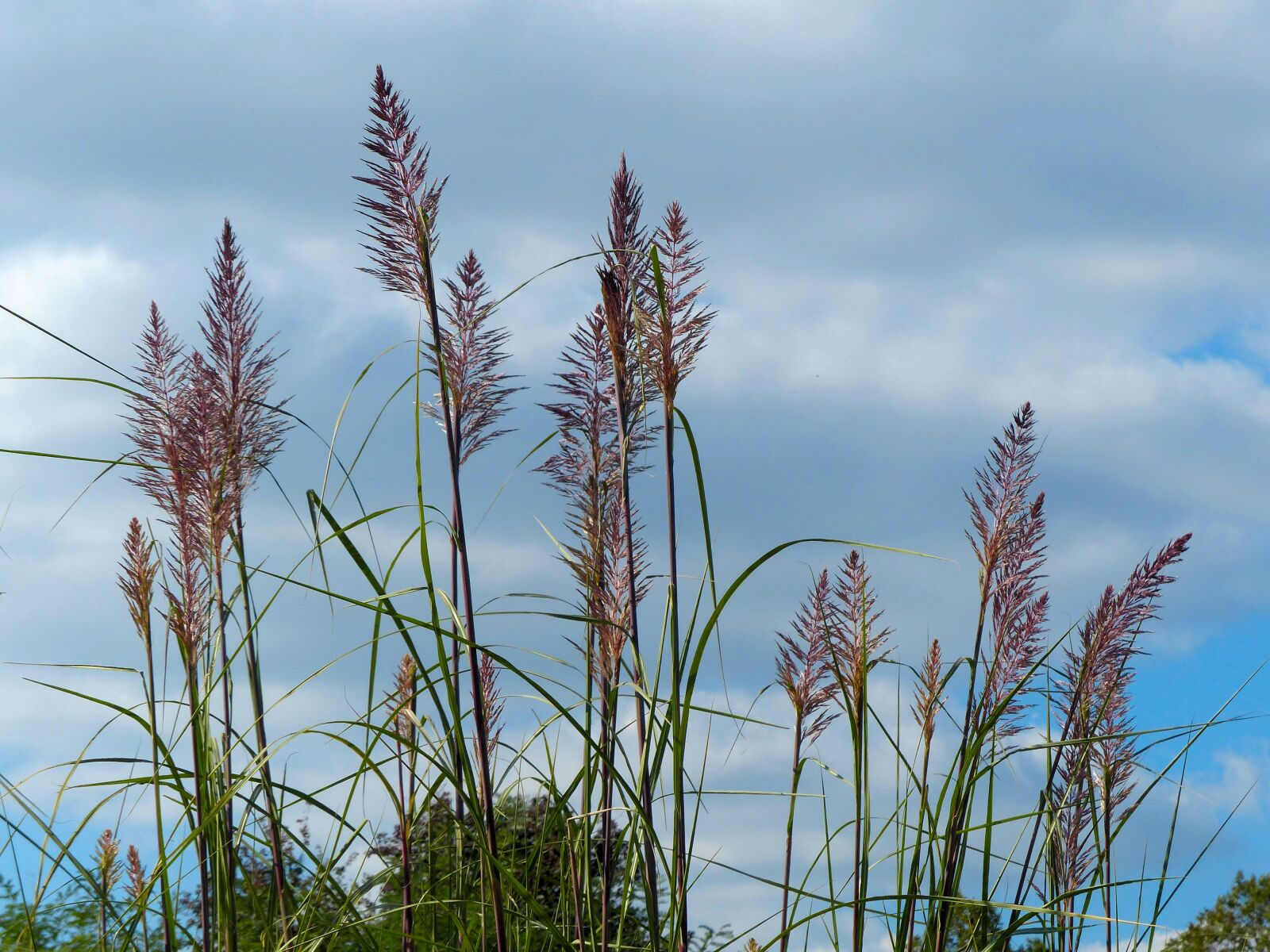Panasonic Lumix DMC-FZ200 sample photo. Plant, grass, sky photography