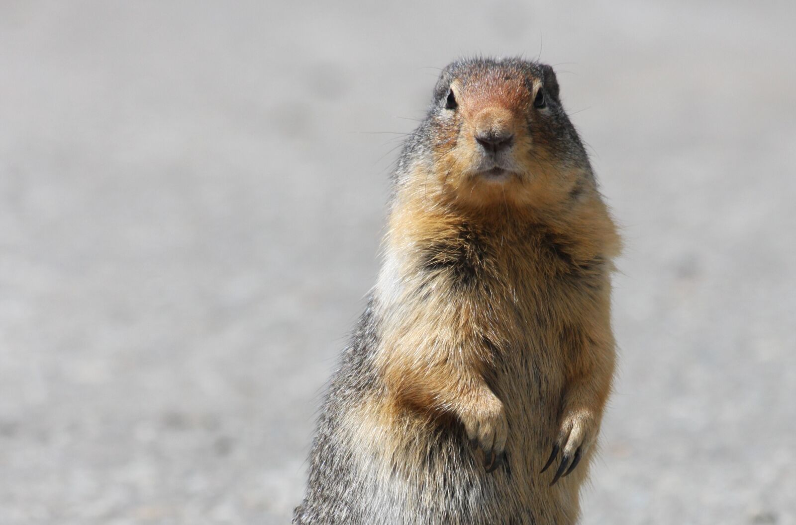 Canon EOS 40D sample photo. Ground squirrel, gopher, cute photography