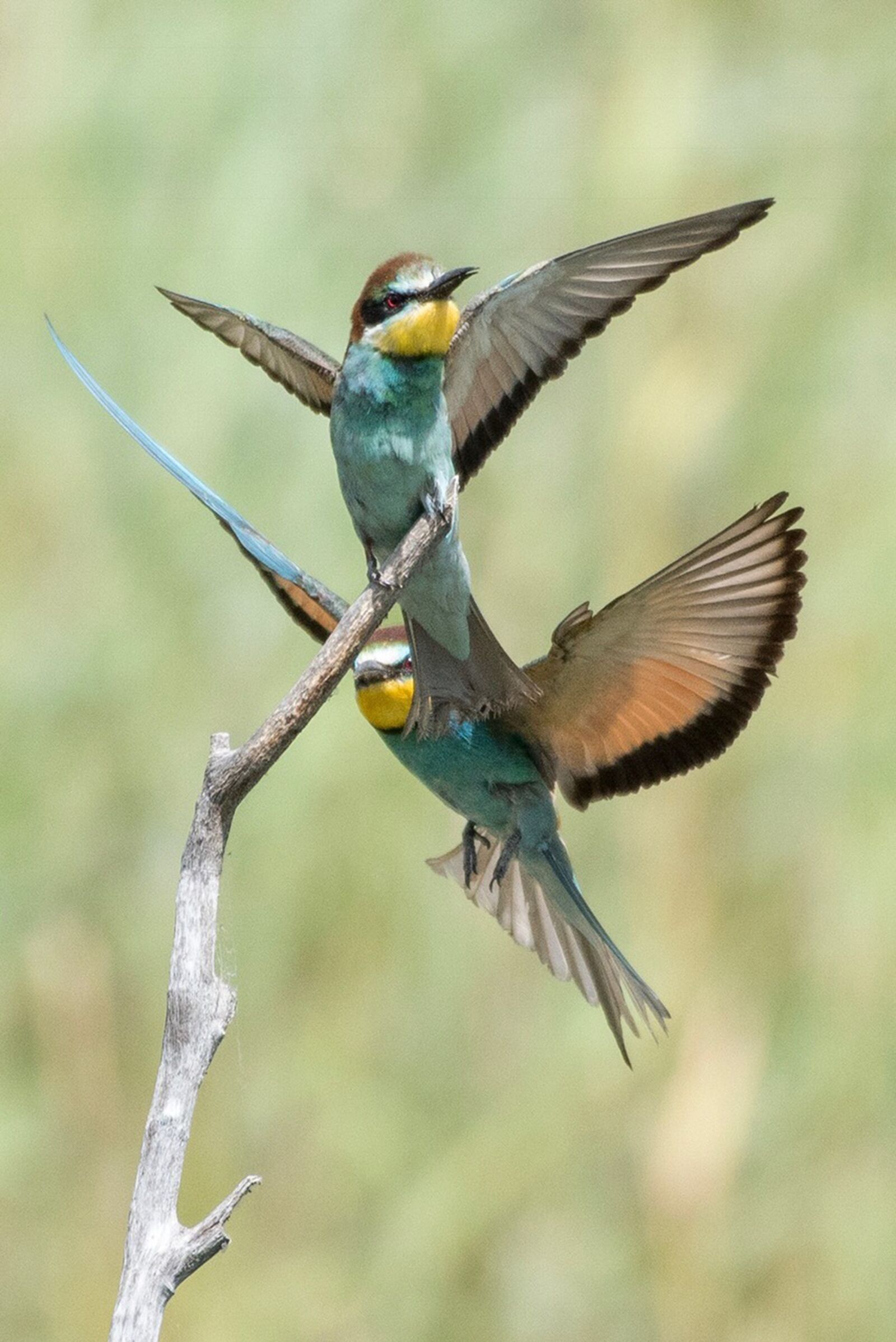 Nikon D750 sample photo. Animals, birds, biotope photography