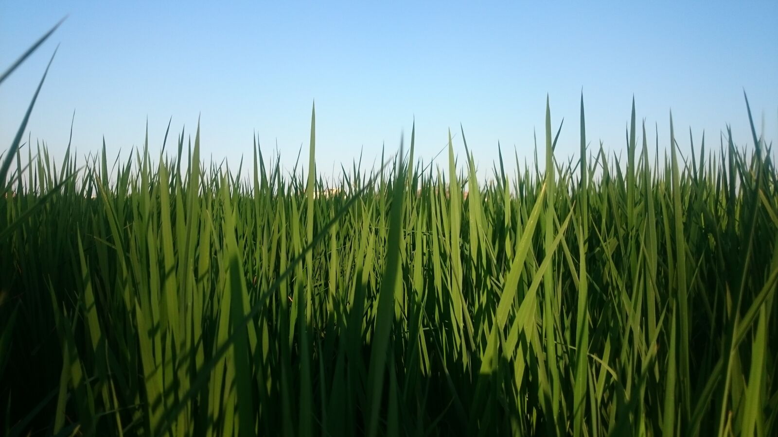 Sony Xperia Z2 sample photo. Close, up, of, grass photography