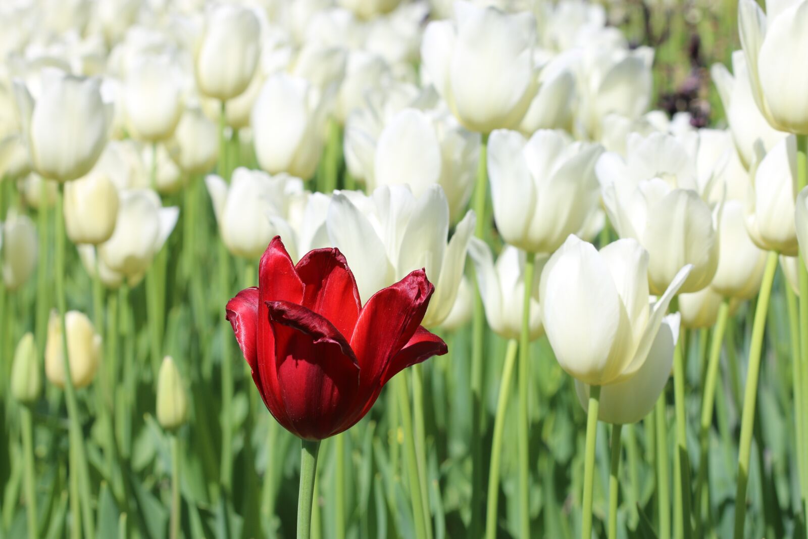 Canon EOS 70D + Canon EF 100mm F2.8 Macro USM sample photo. Tulips, white, pink photography