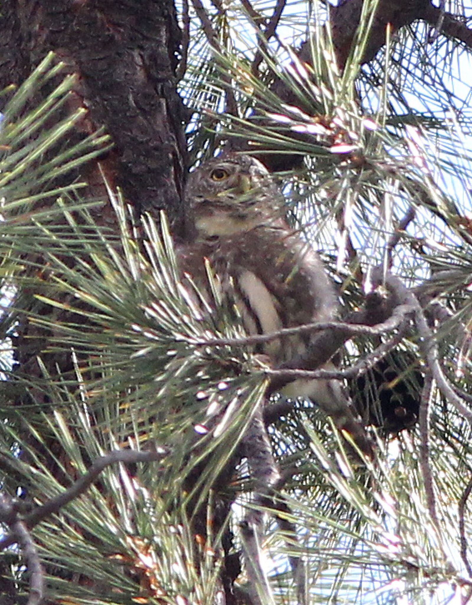 Canon EF 300mm F4L IS USM sample photo