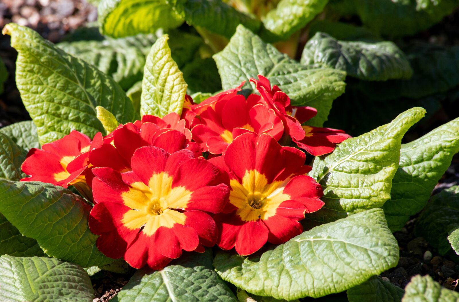 Canon EF 70-300mm F4-5.6 IS USM sample photo. Primrose, plant, spring photography