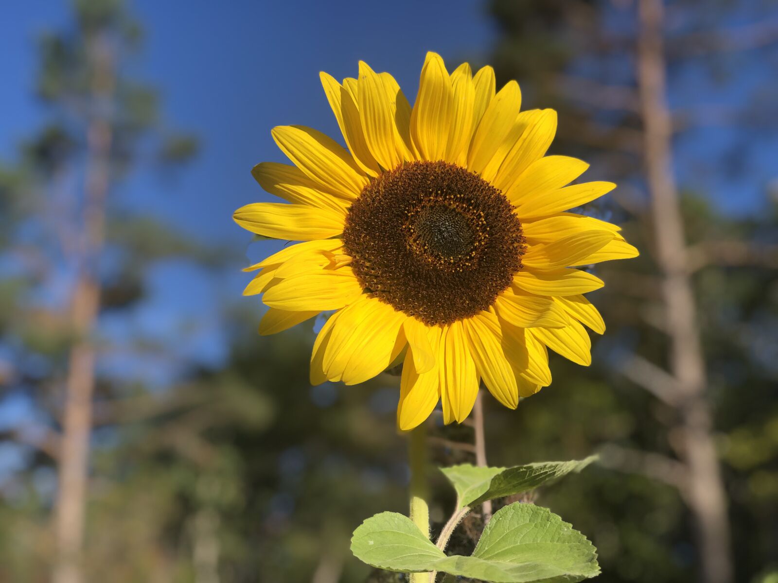 iPhone 8 Plus back dual camera 6.6mm f/2.8 sample photo