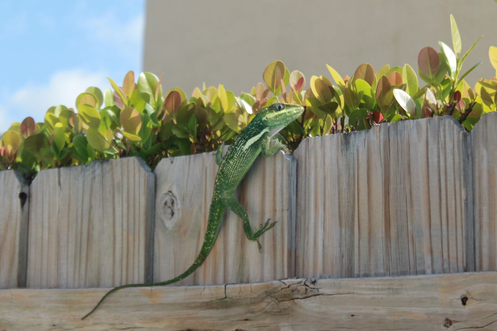 Canon EOS 1100D (EOS Rebel T3 / EOS Kiss X50) sample photo. Lizard, gossip, voyeur photography