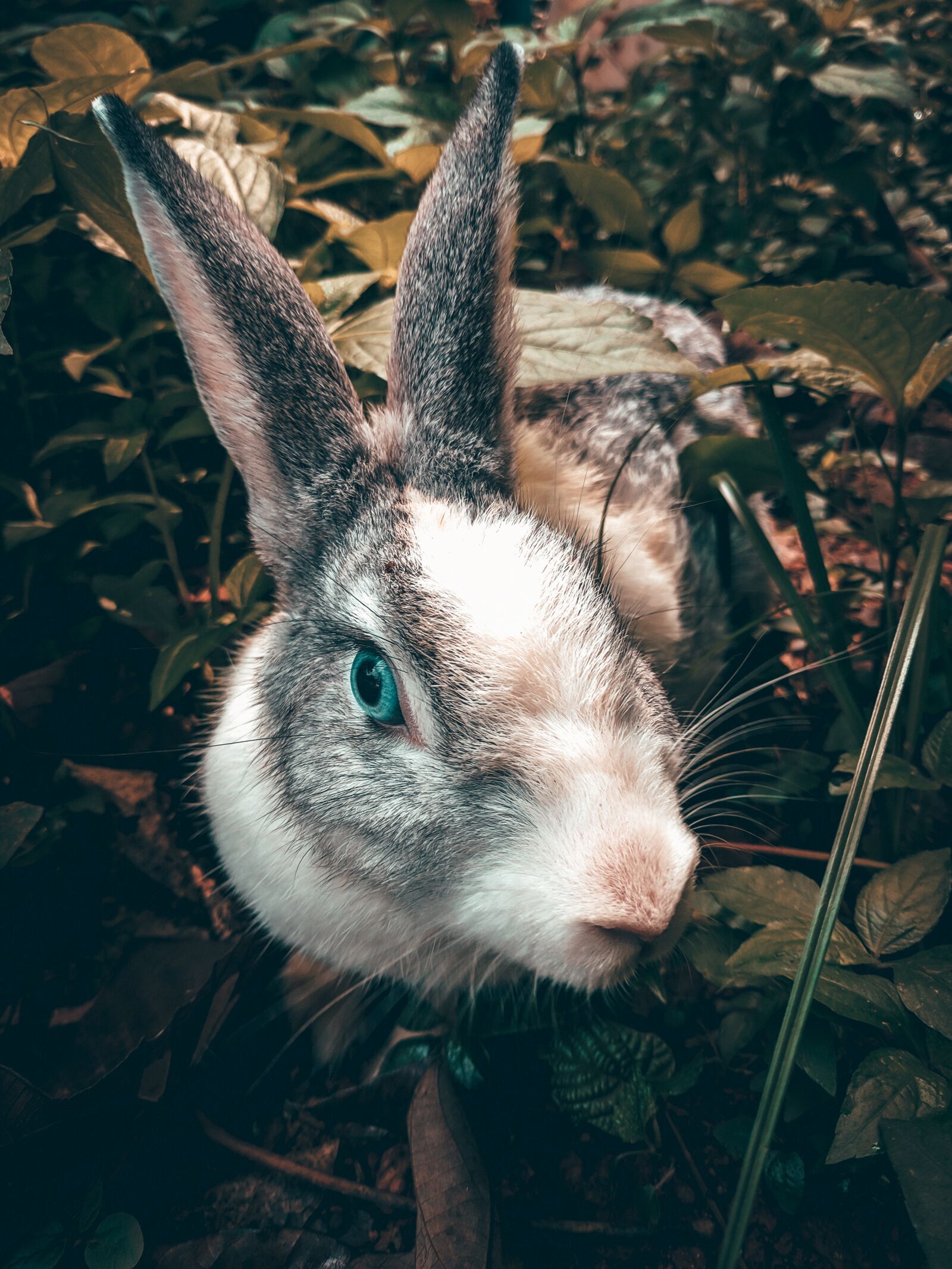 Xiaomi POCO F1 sample photo. Rabbit, pets, bunny photography