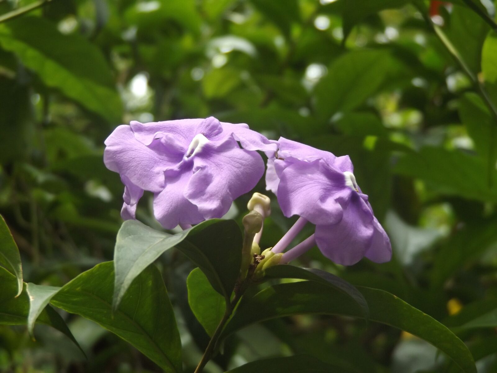 Fujifilm FinePix S8600 sample photo. Flower, nature, flowers photography