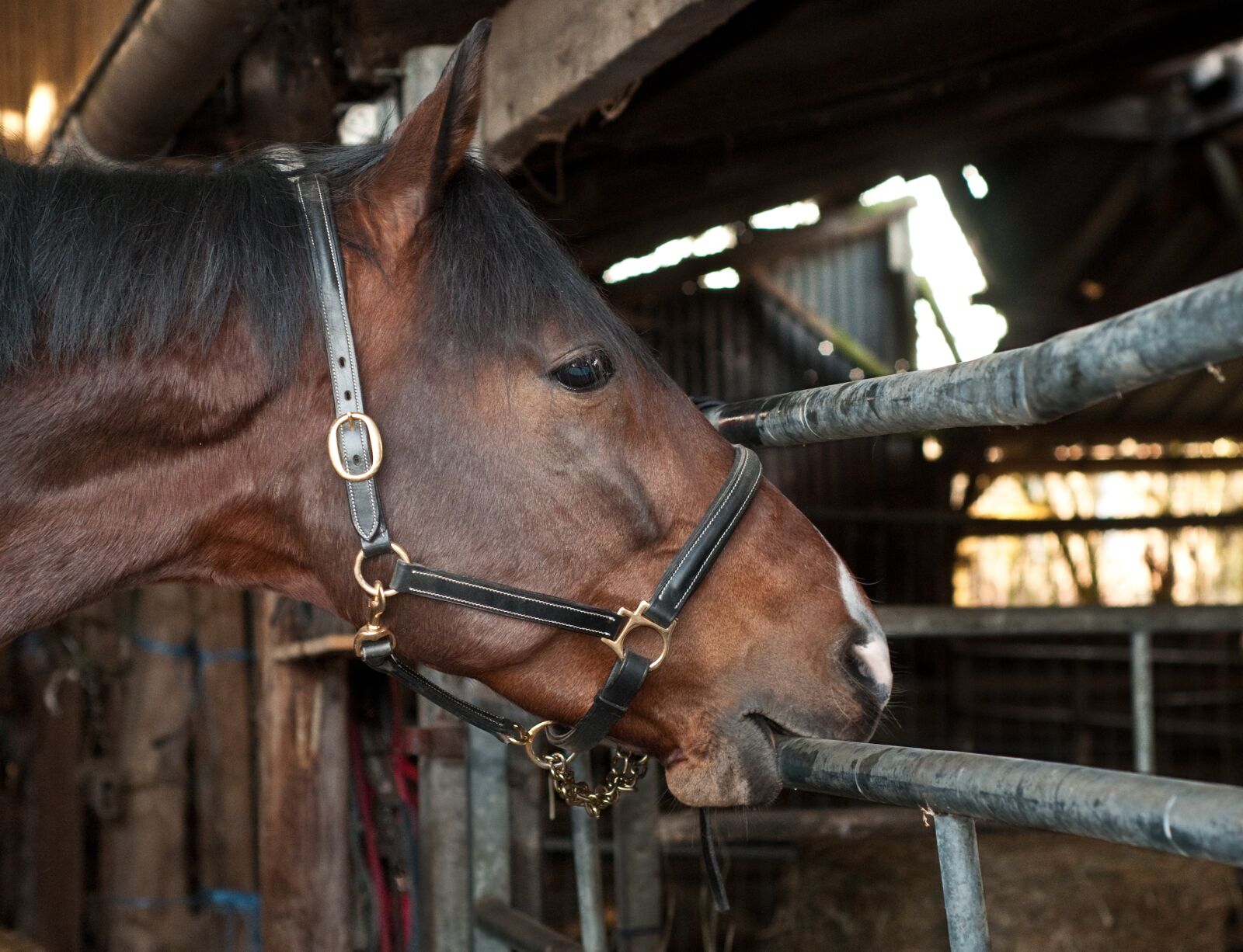 Nikon D300 sample photo. Horse, bite, play photography