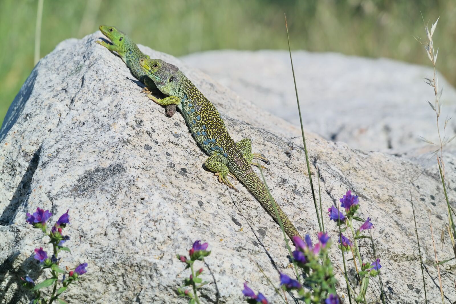 Samsung NX300 sample photo. Lizards, lizard, sun photography