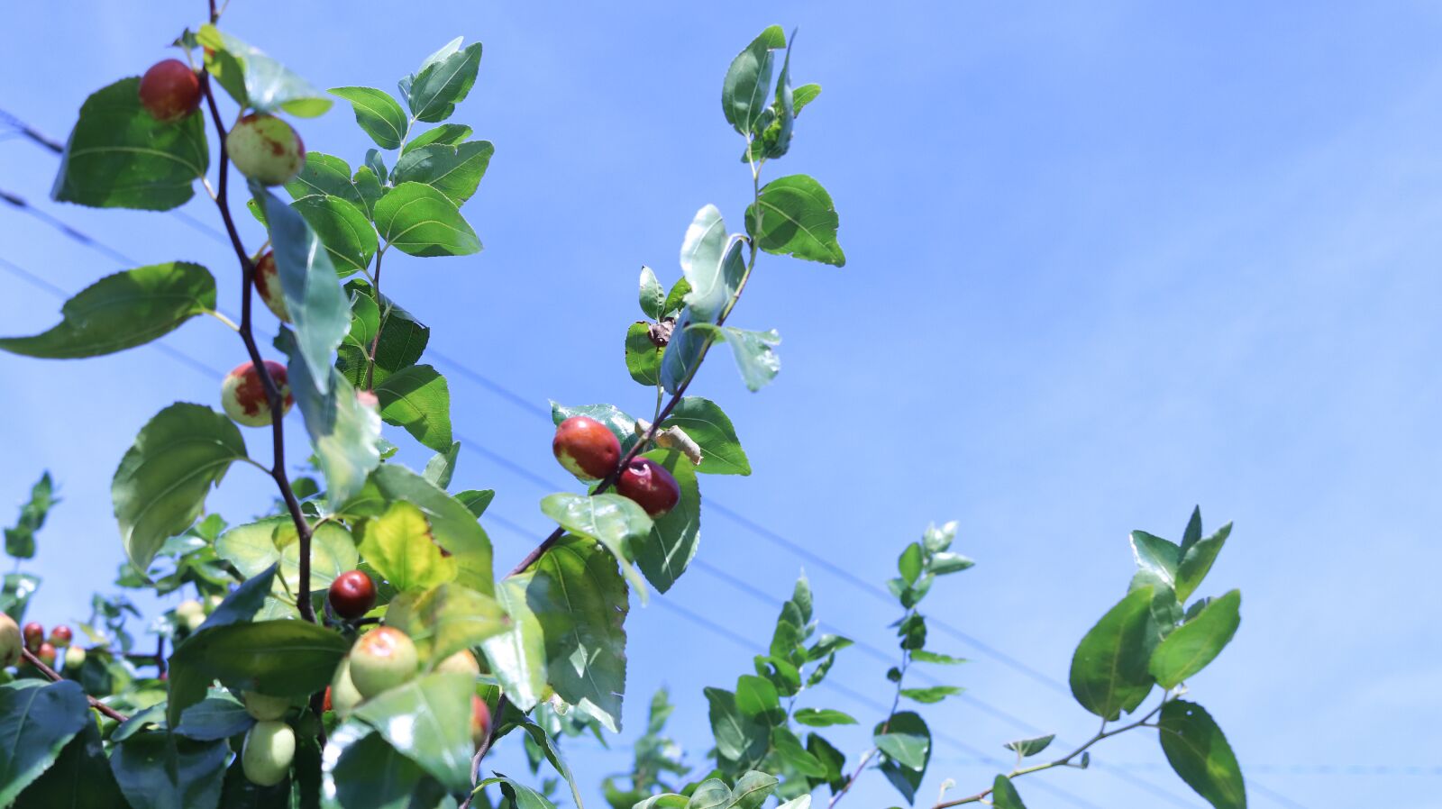 Canon EF-S 24mm F2.8 STM sample photo. Sky, jujube, the leaves photography