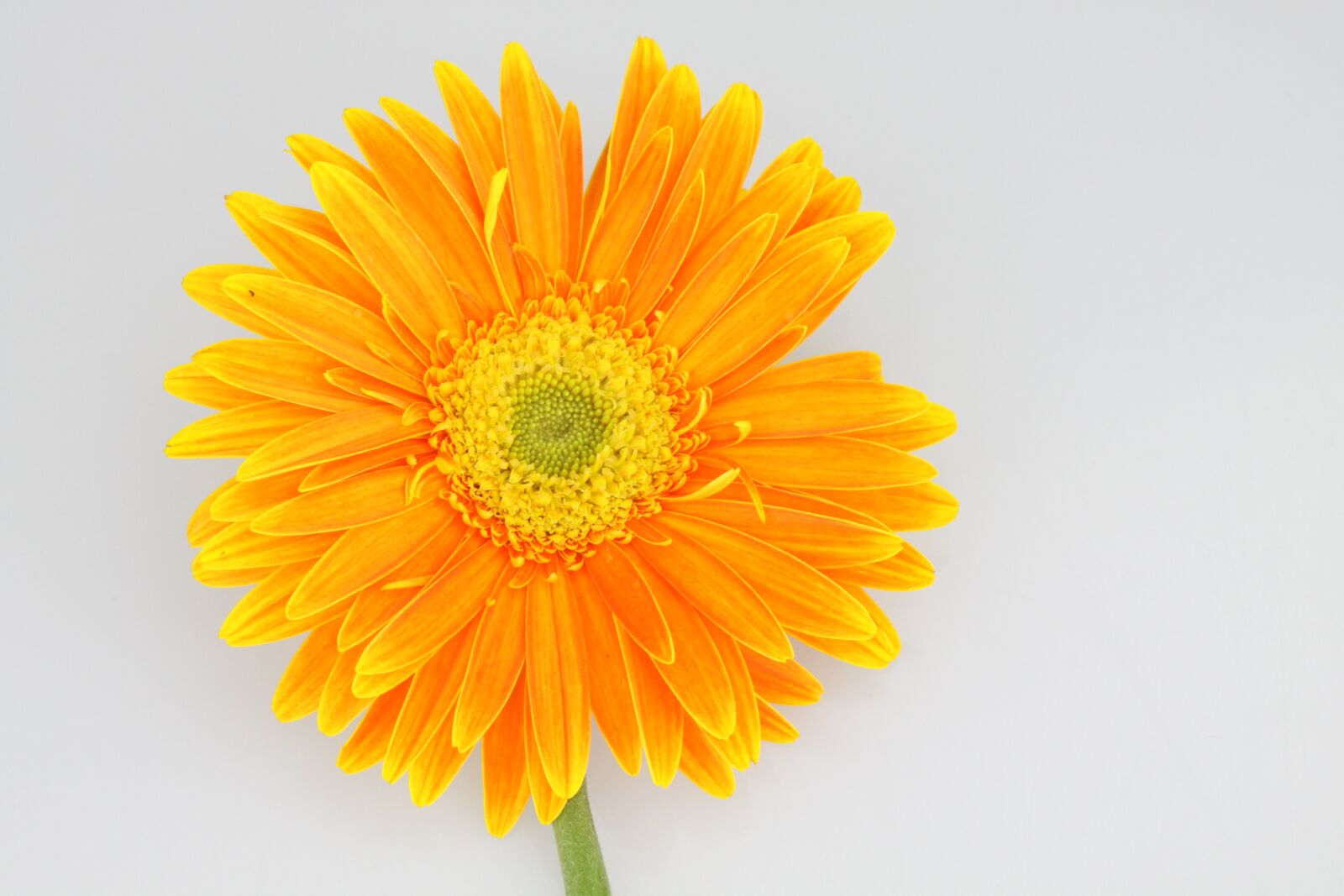 Canon EOS 50D sample photo. Chrysanthemum, flower, orange photography