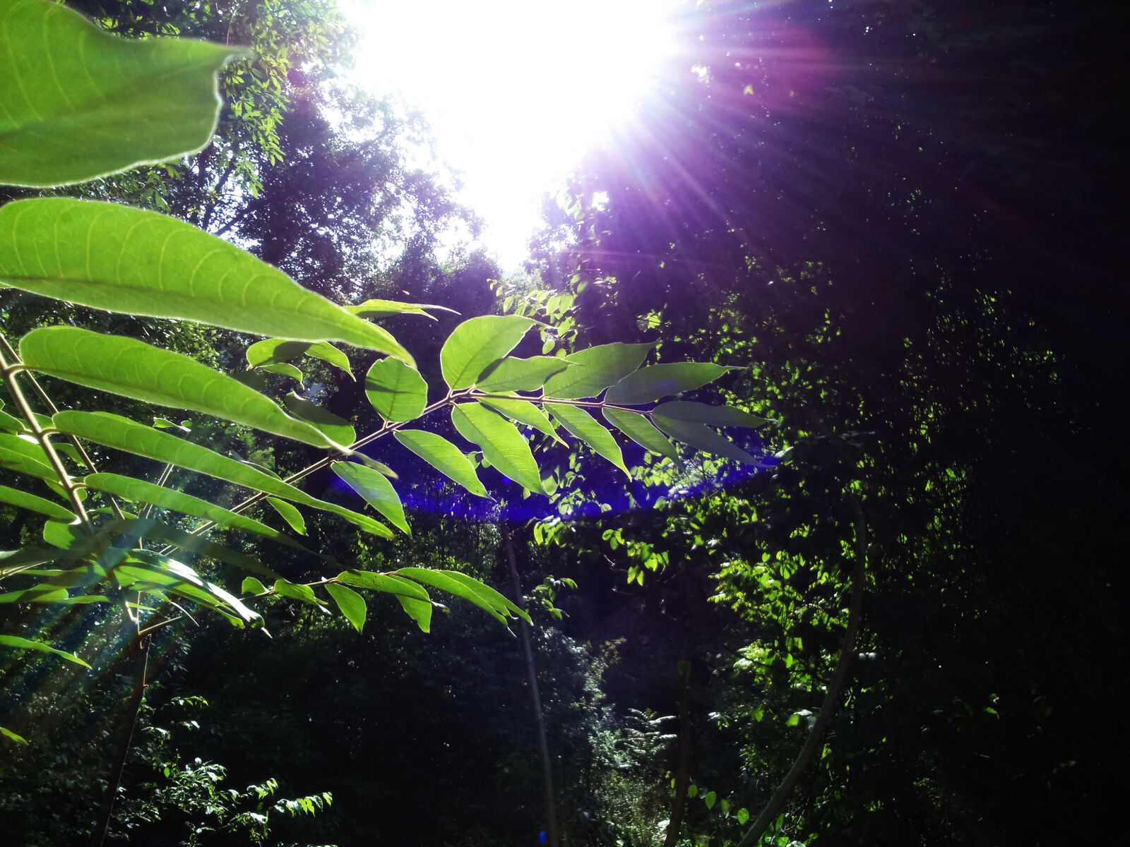 Sony Xperia M2 sample photo. Forest, himachal, hills, leaves photography