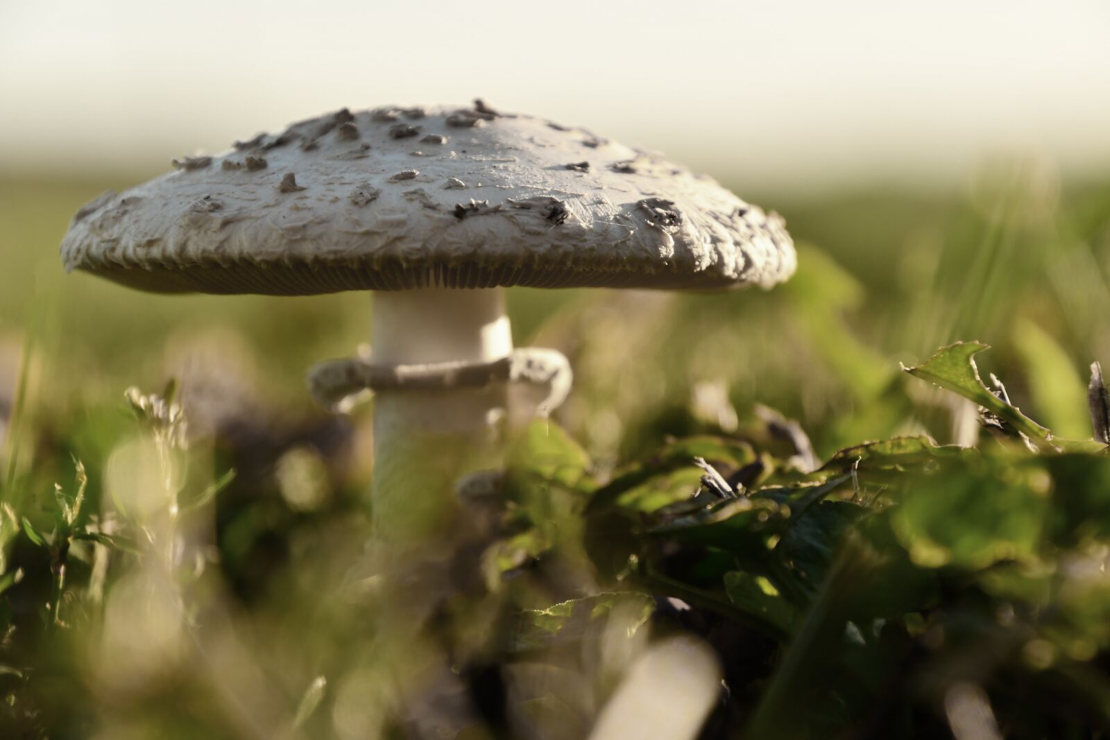 Nikon D7500 sample photo. Mushroom, hat, autumn photography