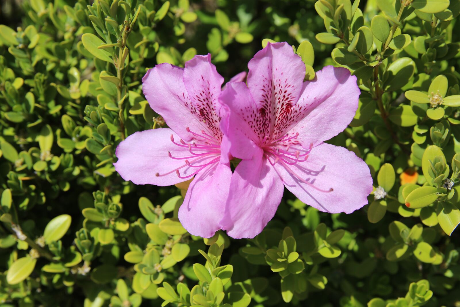 Canon EOS 7D Mark II sample photo. Azalea, azalea flowers, spring photography