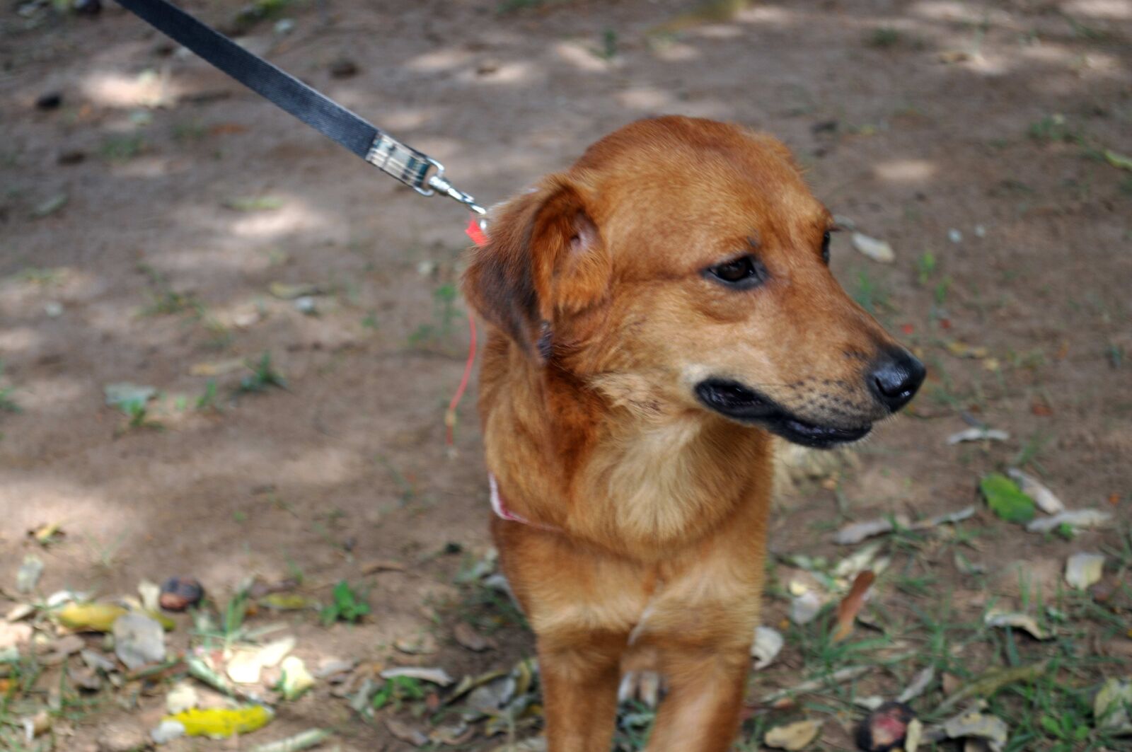 Nikon D5000 sample photo. Cute, brown, dog, face photography