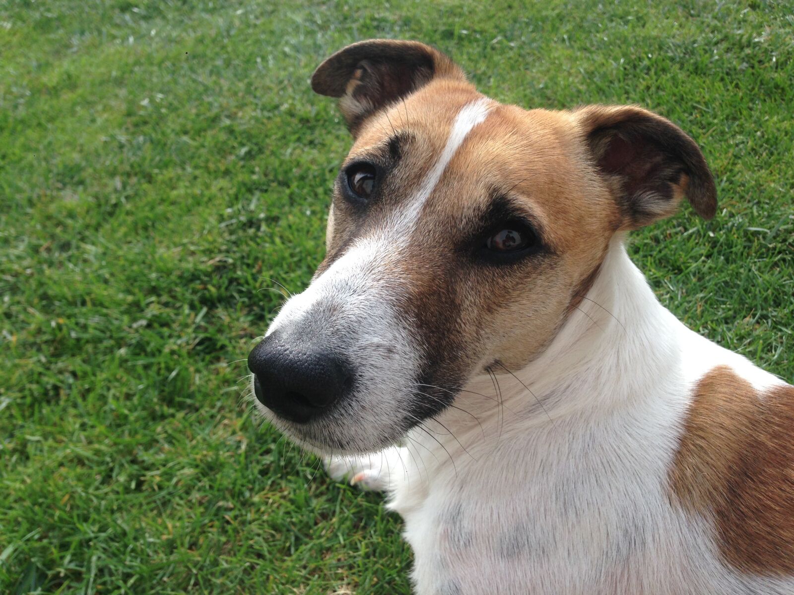 iPhone 5 back camera 4.12mm f/2.4 sample photo. Dog, jack russell terrier photography