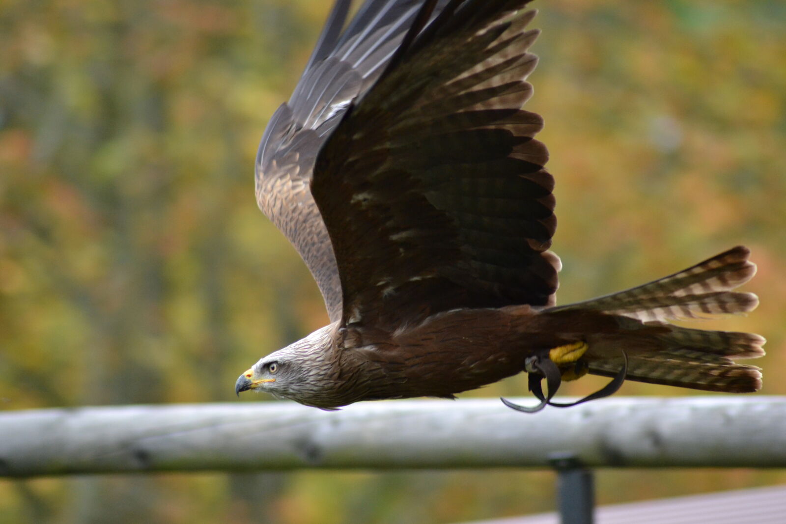 Nikon D3100 sample photo. Animal, park, birds, of photography