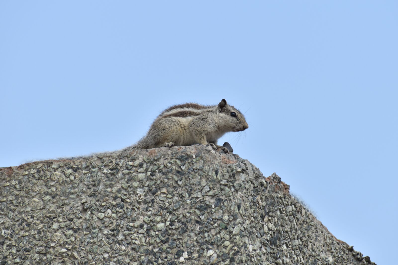 Nikon D5600 sample photo. Squirrel, animal, rodent photography
