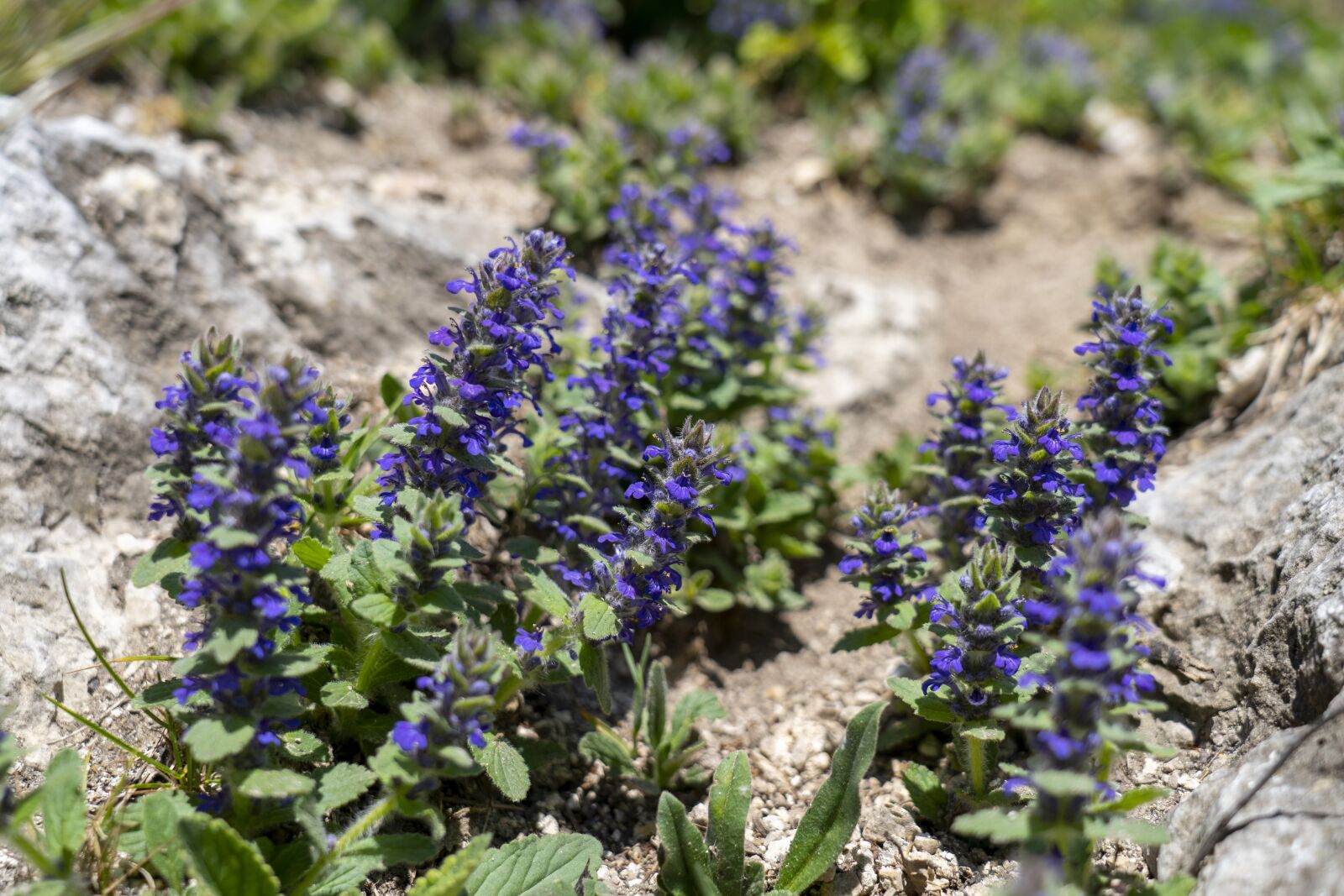Sony FE 24-105mm F4 G OSS sample photo. Flowers, nature, purple photography